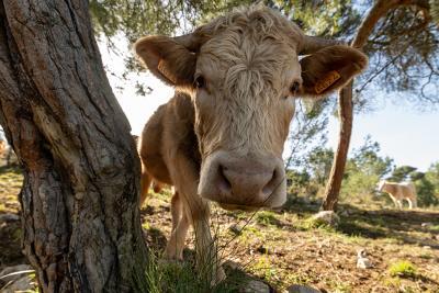 Parc de la Grande Corniche - Agrandir l'image 2 sur 3, fenêtre modale