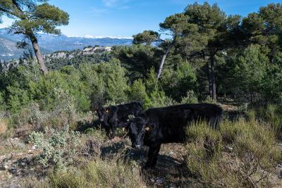 Parc de la Grande Corniche - Agrandir l'image 3 sur 3, fenêtre modale